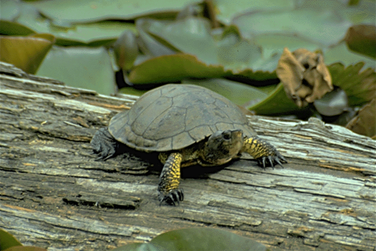 turtle.gif